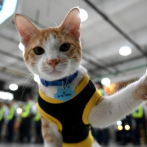 Patrulla de mininos: guardias de seguridad filipinos adoptan gatos abandonados