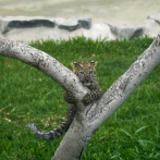 Los primeros cachorros de leopardo nacidos en cautiverio en Perú ya trepan a los árboles