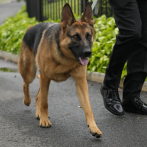 Adiós a Commander: El perro de los Biden fue expulsado de la Casa Blanca por morder a agentes