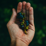 Investigadores observan que consumo regular de uvas beneficia a la salud ocular en adultos mayores