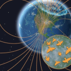 El clima espacial altera la migración nocturna de las aves
