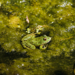 Una rana se mimetiza con excrementos para esconderse de depredadores, según estudio