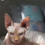 Gato esfinge, una de las mascotas ‘sin pelo’ más populares en el mundo animal