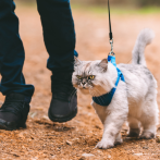 ¿Qué debes saber para traer a tu mascota al Espacio Animal de Listín Diario?