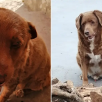 Muere a los 31 años de edad Bobi, el perro más longevo del mundo