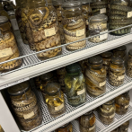 Universidad de Michigan cuenta con la mayor colección de reptiles y anfibios