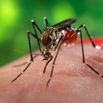Tecnologías modernas en la lucha contra el dengue