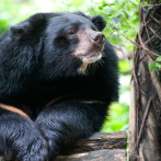 Japón ofrece incentivos de hasta 35 euros por cazar osos ante récord de ataques a personas