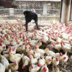 Gobierno inicia la compra de gallinas viejas a granjeros