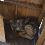 Biólogos vigilan de cerca a un raro lobo mexicano que se sale de los límites