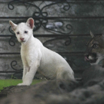 Zoológico de Nicaragua abre sus puertas para exhibir a su raro puma albino