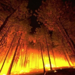 Los incendios forestales ya amenazan la producción mundial de madera