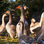 7,400 gansos sacrificados en Hungría por nuevo foco de gripe aviar