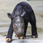 Nacimiento de 2 rinocerontes de Sumatra da esperanzas a la especie en extinción