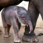 Nacimiento de una cría de elefante de Sumatra en Indonesia causa alegría