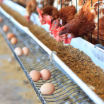 Productores de huevos buscan estabilizar precio