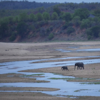 Han muerto al menos cien elefantes en los últimos tres meses en Zimbabue por sequía