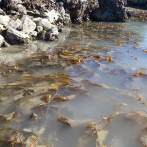 Las algas chilenas, el centinela climático del principio del mundo