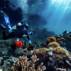 La titánica tarea de salvar los corales del mar Rojo, los bosques del océano