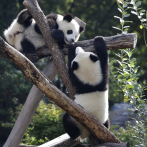 Zoológico de Berlín envía a China los primeros pandas gigantes nacidos en Alemania