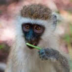 Los monos vervet tienen normas sociales diferentes dependiendo de su grupo