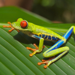 El color de sapos y ranas les ayuda a combatir los cambios ambientales y los patógeno