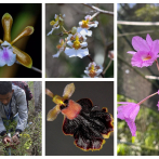 Mil orquídeas para el bosque seco