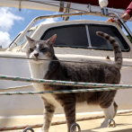 Oli, el primer gato que navega a bordo de un barco en la competencia Sidney Hobart