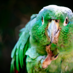 Perú supera a Colombia como el país con la mayor diversidad de aves en el mundo