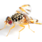 Lo que debes saber de la mosca del Mediterráneo detectada en la zona este del país