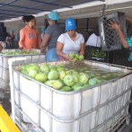 Productores banilejos de mangos y aguacates temen llegada de plagas peligrosas al país