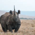 Kenia traslada 21 rinocerontes negros por un aumento poblacional