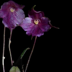 Descubren en Perú un nuevo tipo de orquídea que crece a más de 3,500 metros de altura