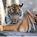 Nacen en China tres cachorros de la especie de tigre más amenazada del mundo