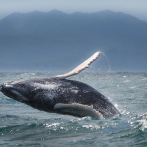 Un estudio sobre el valor económico de los servicios ecosistémicos asociados a la observación de ballenas jorobadas