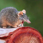 Estos marsupiales sacrifican horas de sueño por sexo y mueren tras el apareamiento