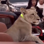 Denuncian en Tailandia a dueños de un león por pasearlo en un descapotable