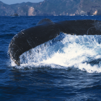 Vuelven las ballenas jorobadas a Samaná y estas son las curiosidades que debes saber sobre ellas