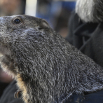 La Famosa marmota Phil pronostica una primavera temprana
