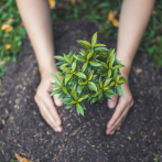 Engañar al olfato de los herbívoros, un método para proteger a las plantas más valiosas