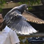 La policía india libera a una presunta paloma espía china después de 8 meses encerrada
