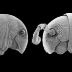 Nuevo género de especies de milpiés con 'rostro extraterrestre'
