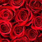 San Valentín: El mundo regalará rosas únicas gracias a los campos de Colombia