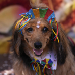 Perros visten trajecitos brillantes y desfilan en Río de Janeiro por el Carnaval