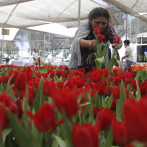 En México se cultivan más de 200,000 macetas de tulipanes para San Valentín
