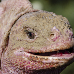 Descubren un nuevo herpes en la iguana rosada de Galápagos, una especie en peligro crítico