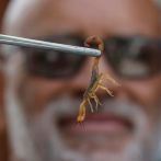 Los ataques de escorpión se multiplican en São Paulo de la mano del cambio climático