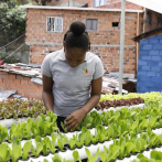 El barrio de Medellín que cultiva esperanzas en terrazas con huertas urbanas