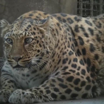 Un zoo chino pone a dieta a un leopardo obeso que sorprende a los visitantes