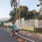 Motorista es captado en cámara arrastrando un perro en Hato Mayor